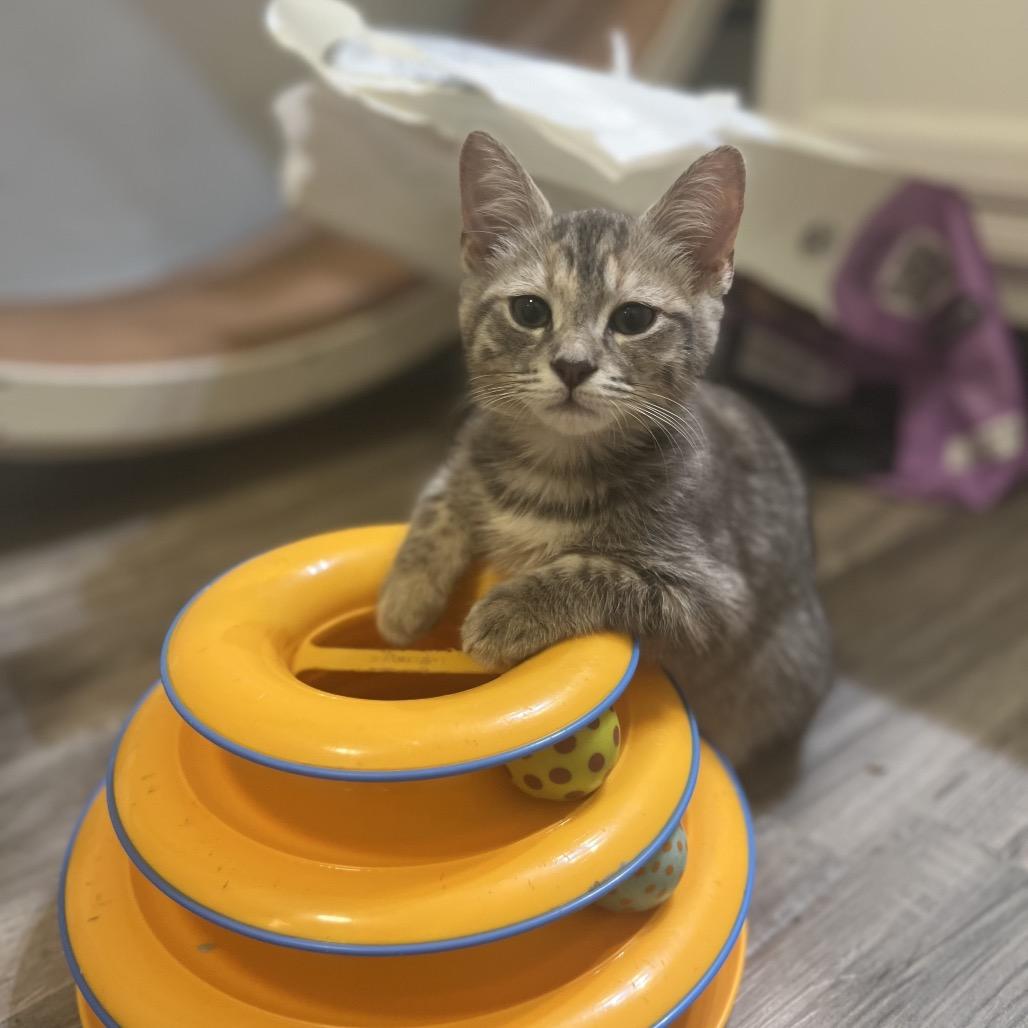 Enlarge Peppa, a Adoptable Domestic Short Hair in Costa Mesa, CA image 6/6