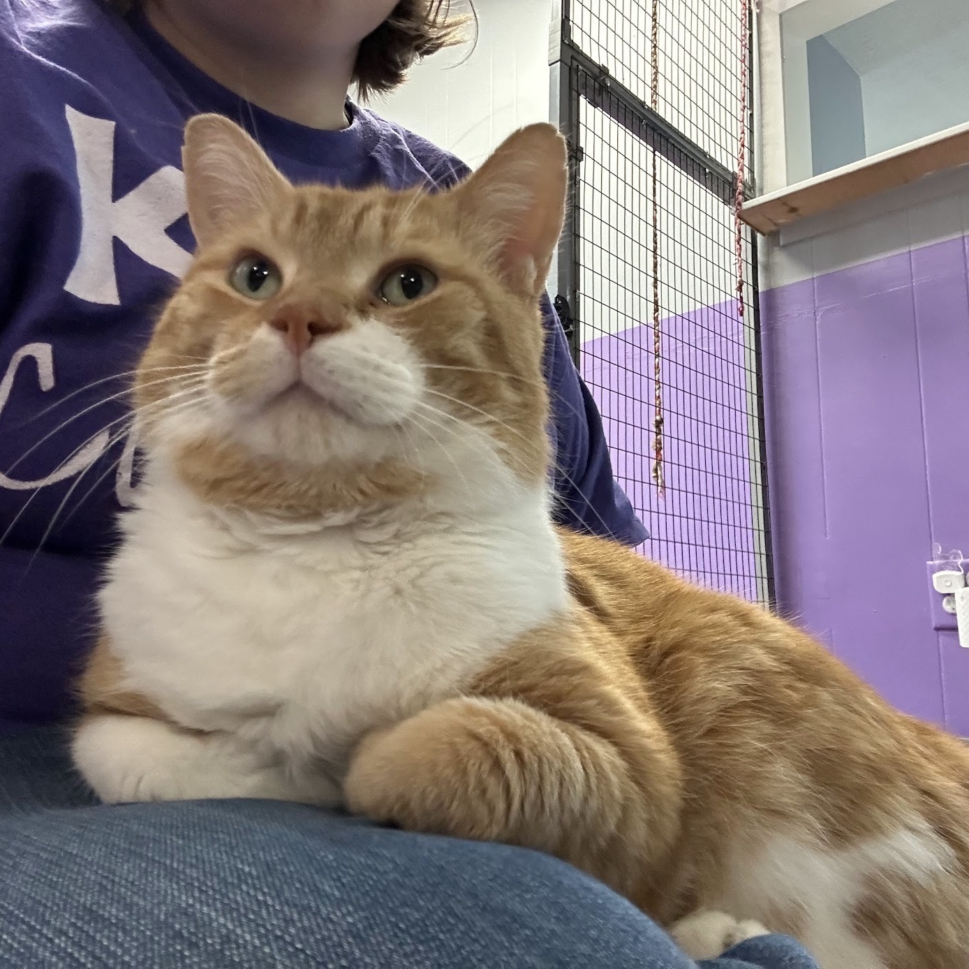 Cat for adoption Matzo, a Domestic Short Hair in Kalamazoo, MI