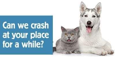 ****FOSTERS NEEDED****, Adoptable, Young Female Mixed Breed.