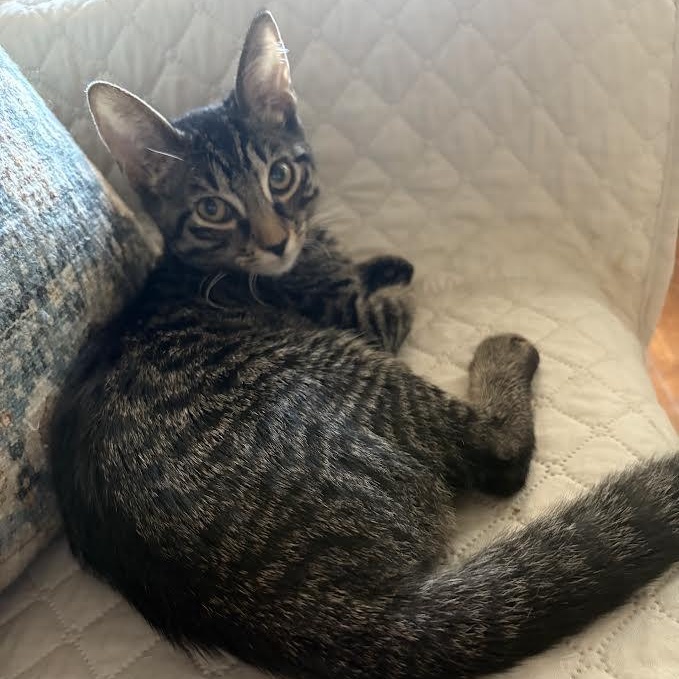 Enlarge Nena, a Adoptable American Shorthair in Lincoln Park, NJ image 5/6