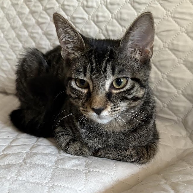 Enlarge Nena, a Adoptable American Shorthair in Lincoln Park, NJ image 4/6