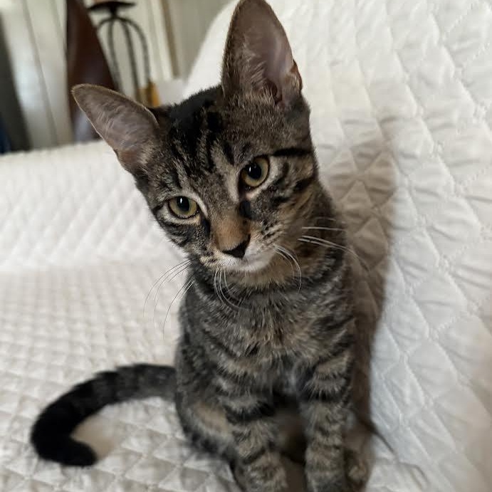 Nena, Adoptable, Kitten Female American Shorthair.