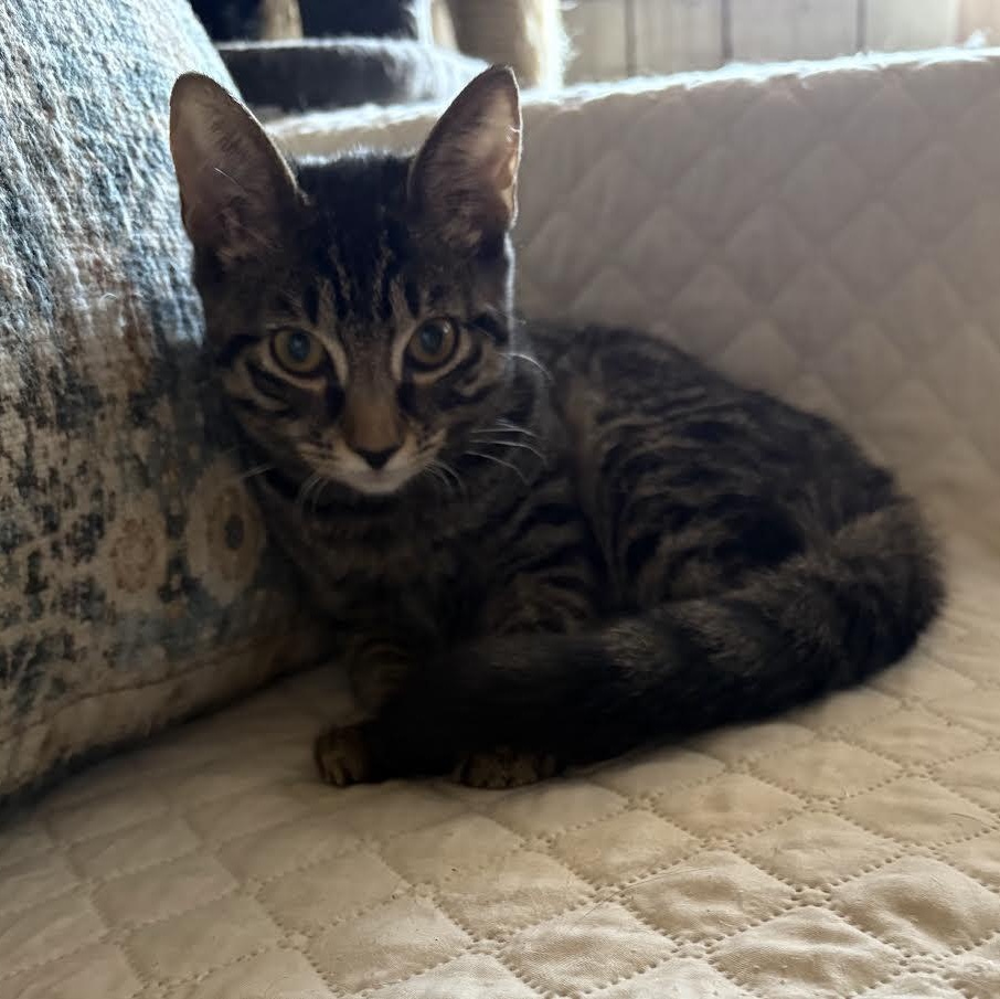 Enlarge Nena, a Adoptable American Shorthair in Lincoln Park, NJ image 6/6