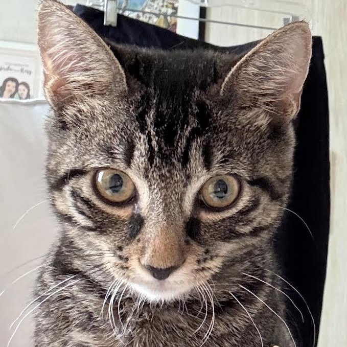 Enlarge Nena, a Adoptable American Shorthair in Lincoln Park, NJ image 3/6