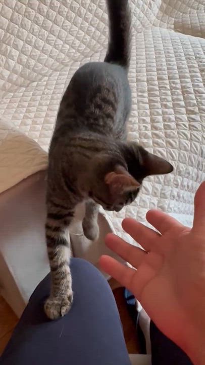 Enlarge Nena, a Adoptable American Shorthair in Lincoln Park, NJ video 2/6