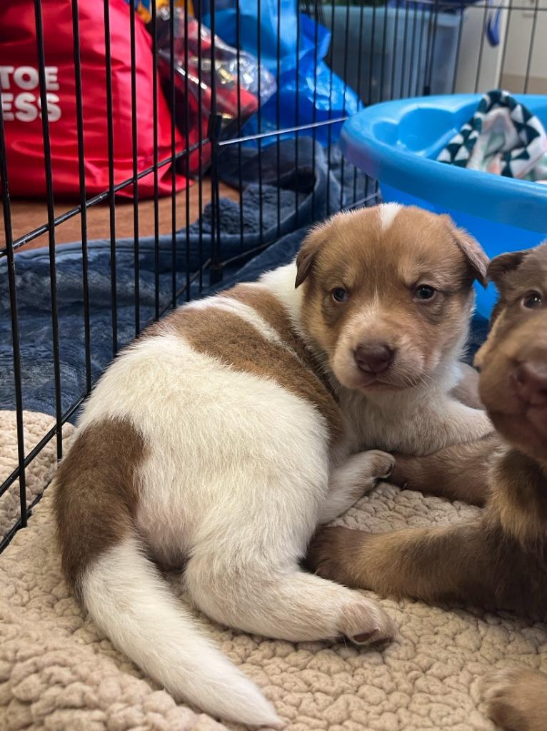 Enlarge Rigatoni, a Adoptable mixed breed in Fayetteville, AR image 1/2