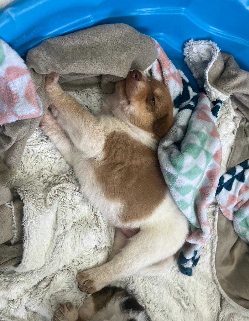 Enlarge Rigatoni, a Adoptable mixed breed in Fayetteville, AR image 2/2