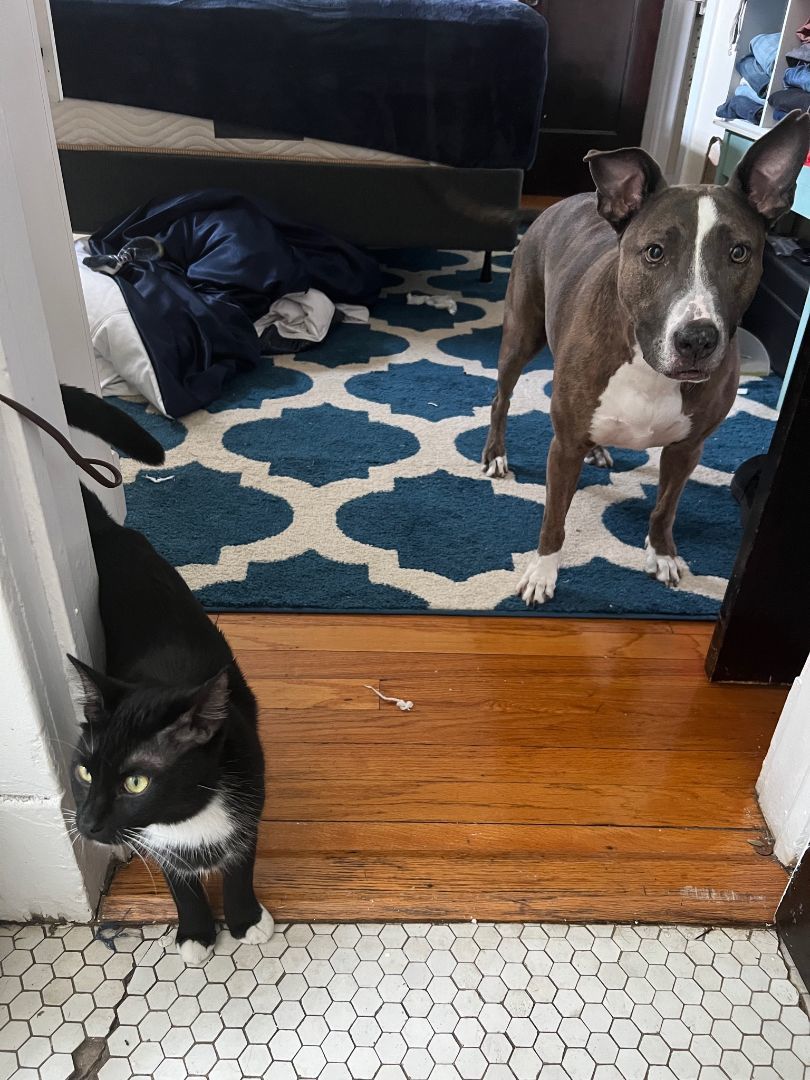 Jacketty Jack, a Adoptable mixed breed in Glen Ellyn, IL image 4/8