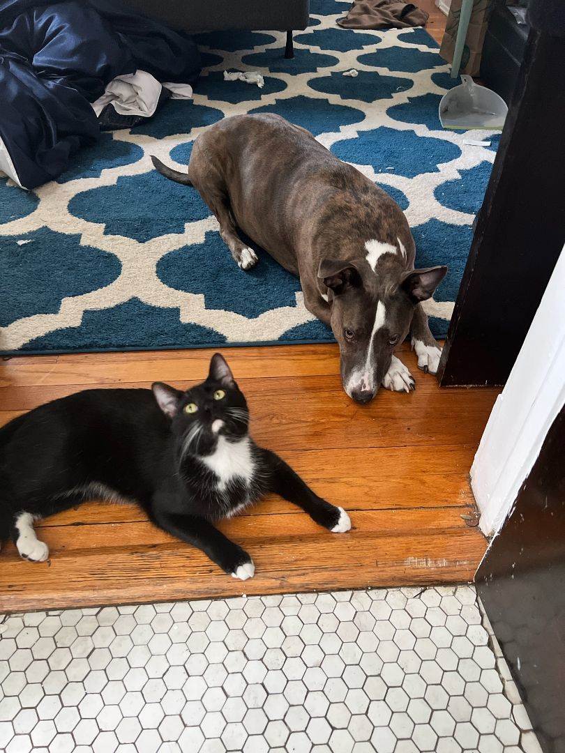 Jacketty Jack, a Adoptable mixed breed in Glen Ellyn, IL image 5/8