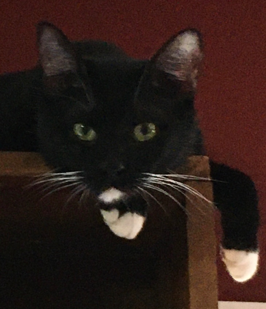 Jacketty Jack, a Adoptable mixed breed in Glen Ellyn, IL image 1/8