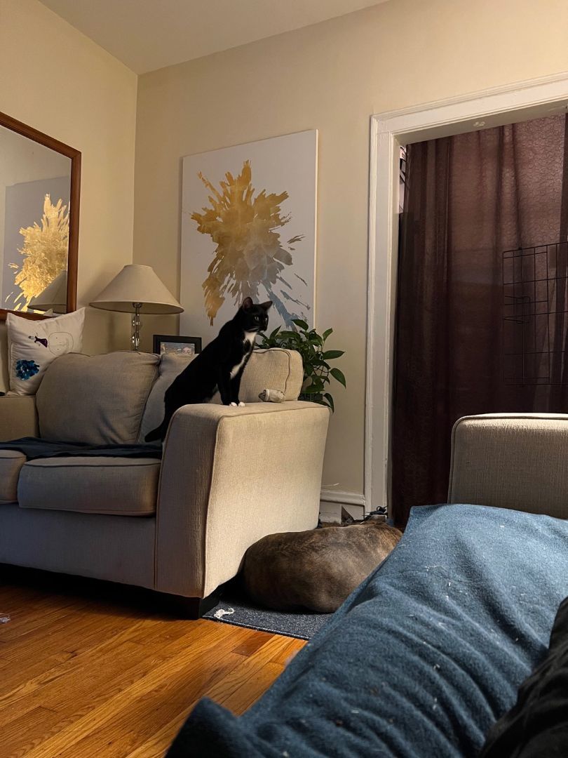 Jacketty Jack, a Adoptable mixed breed in Glen Ellyn, IL image 6/8