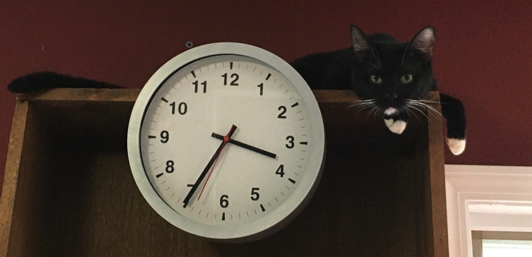 Enlarge Jacketty Jack, a Adoptable mixed breed in Glen Ellyn, IL image 7/8