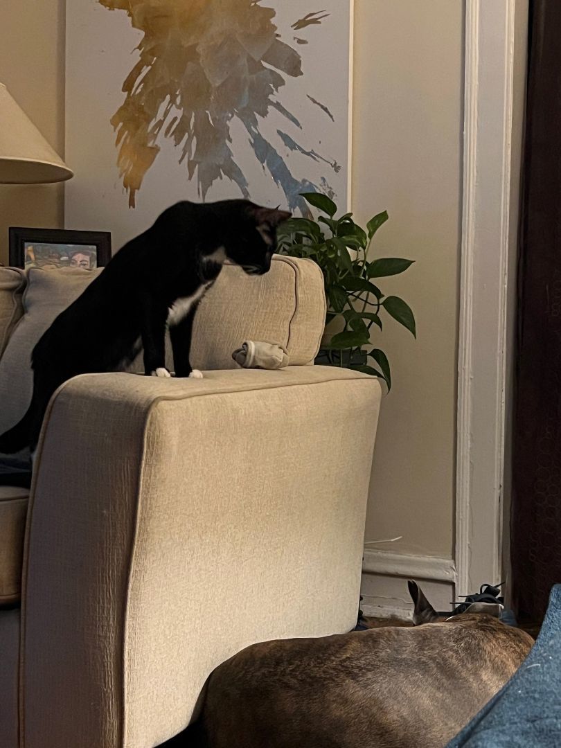 Enlarge Jacketty Jack, a Adoptable mixed breed in Glen Ellyn, IL image 8/8