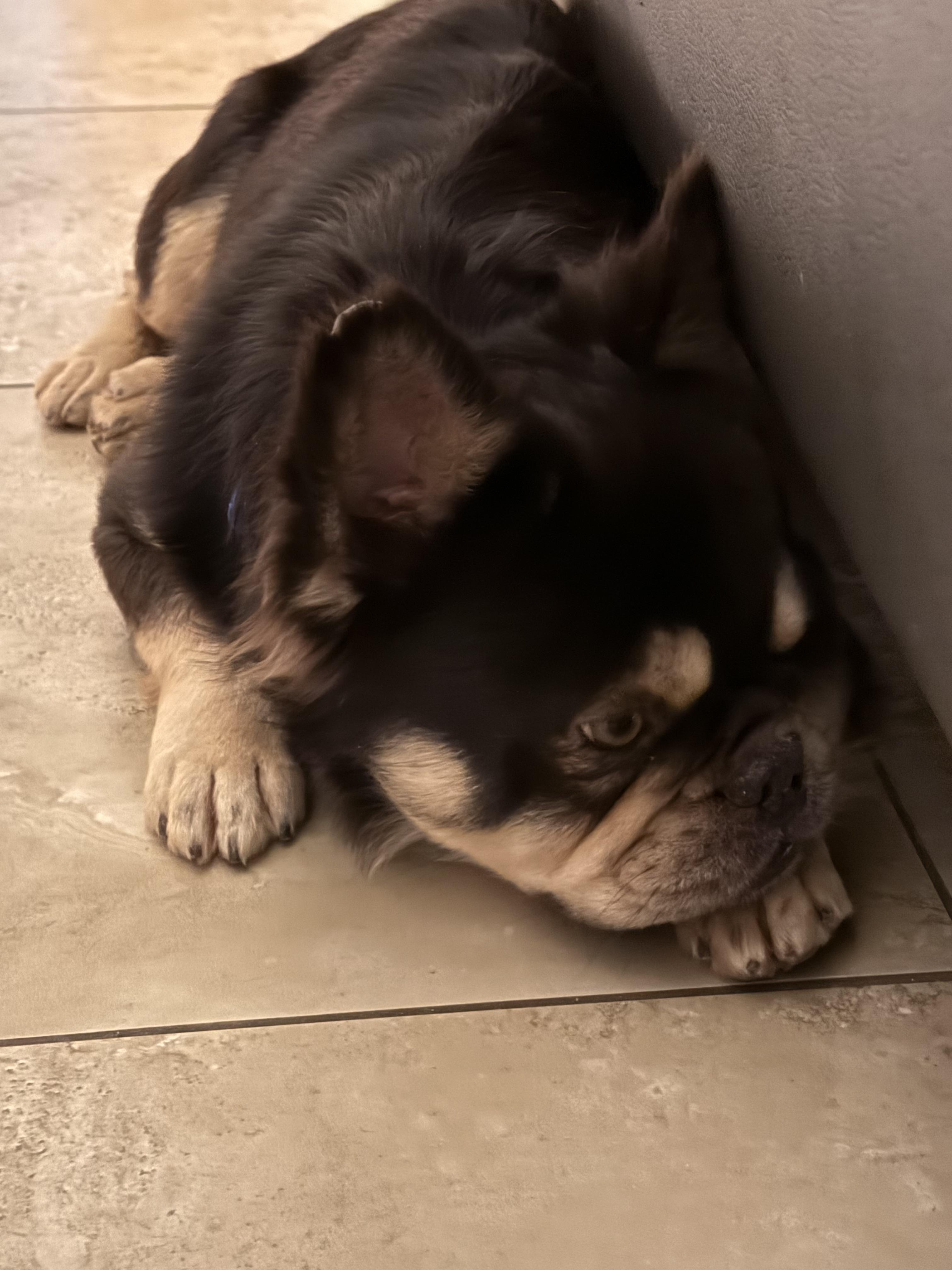 Enlarge Dustin, a Adopted French Bulldog in Mesa, AZ image 1/6