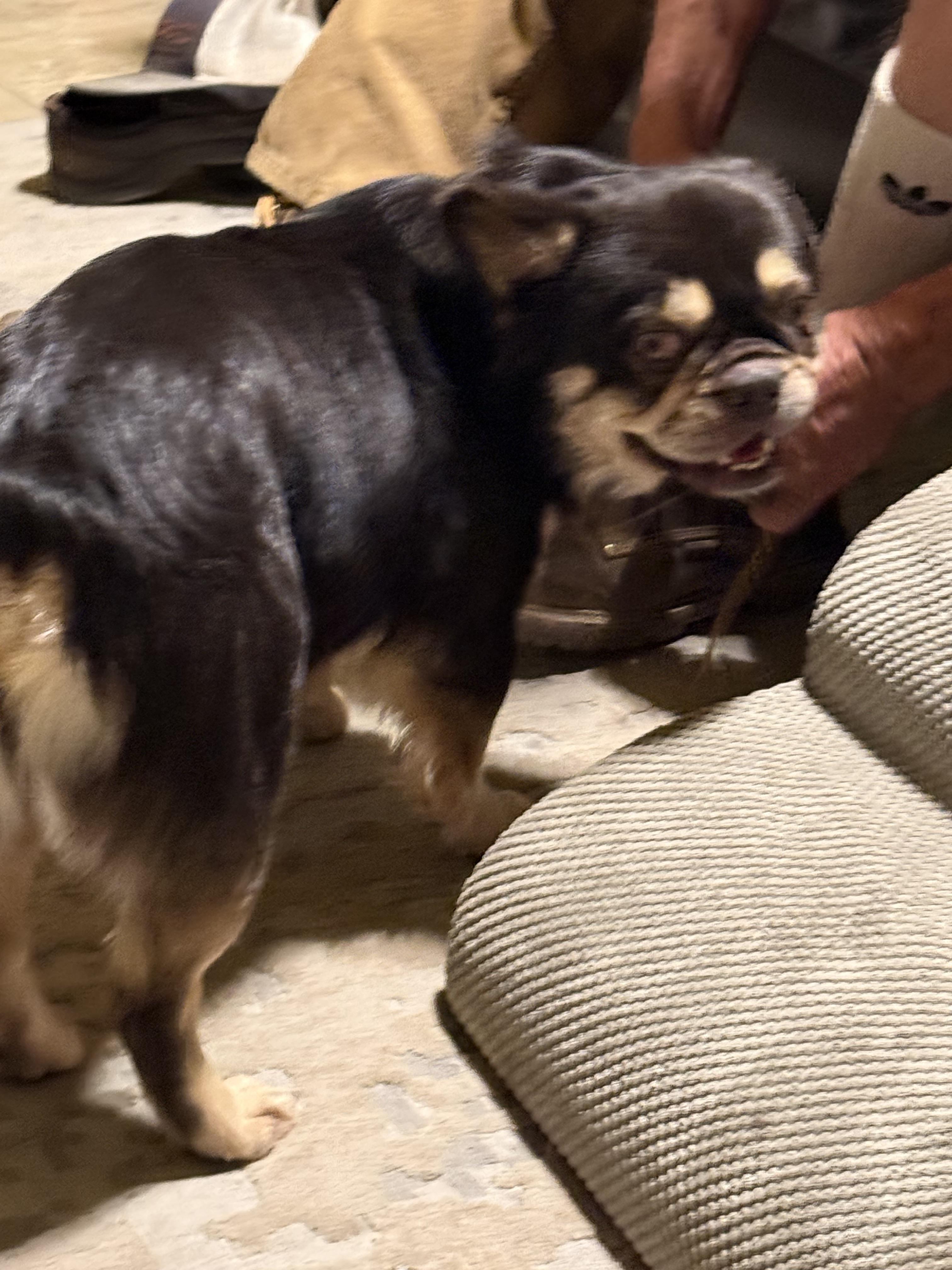 Enlarge Dustin, a Adopted French Bulldog in Mesa, AZ image 2/6