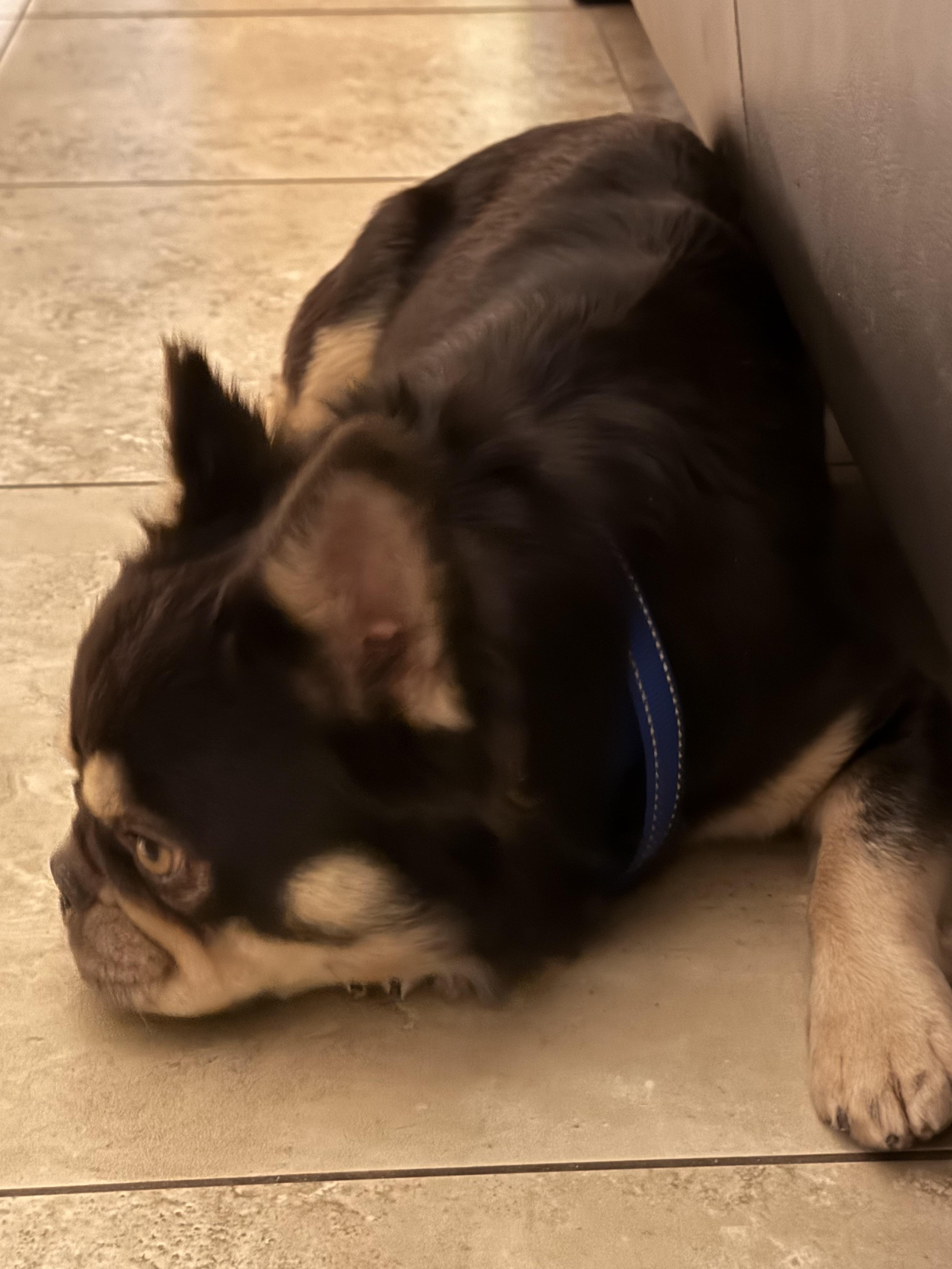 Enlarge Dustin, a Adopted French Bulldog in Mesa, AZ image 3/6