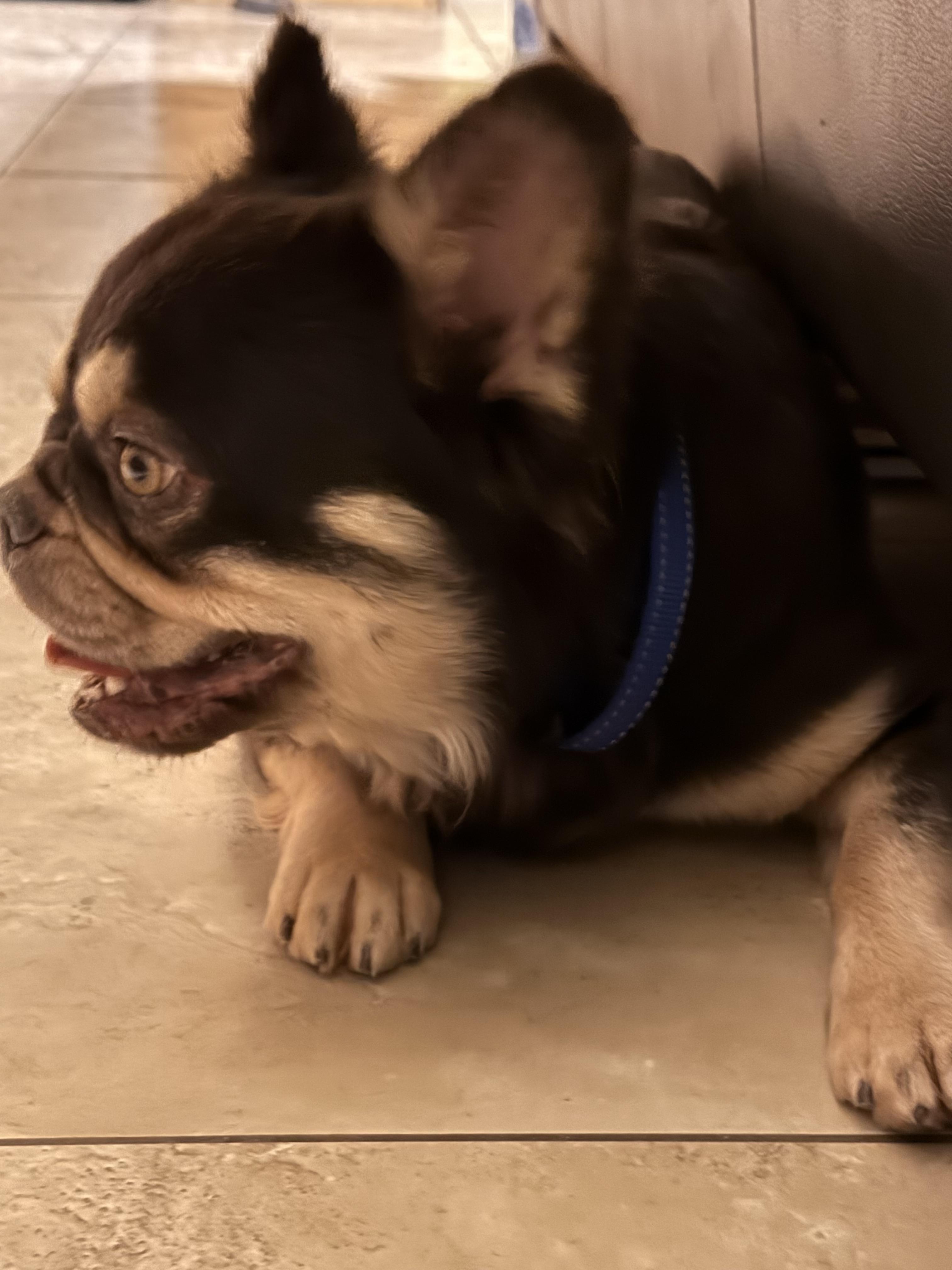 Enlarge Dustin, a Adopted French Bulldog in Mesa, AZ image 4/6