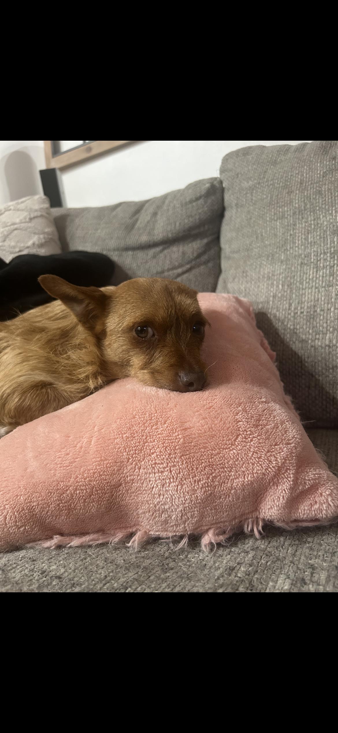 Enlarge Danny, a Adoptable mixed breed in Hamden, CT image 3/6