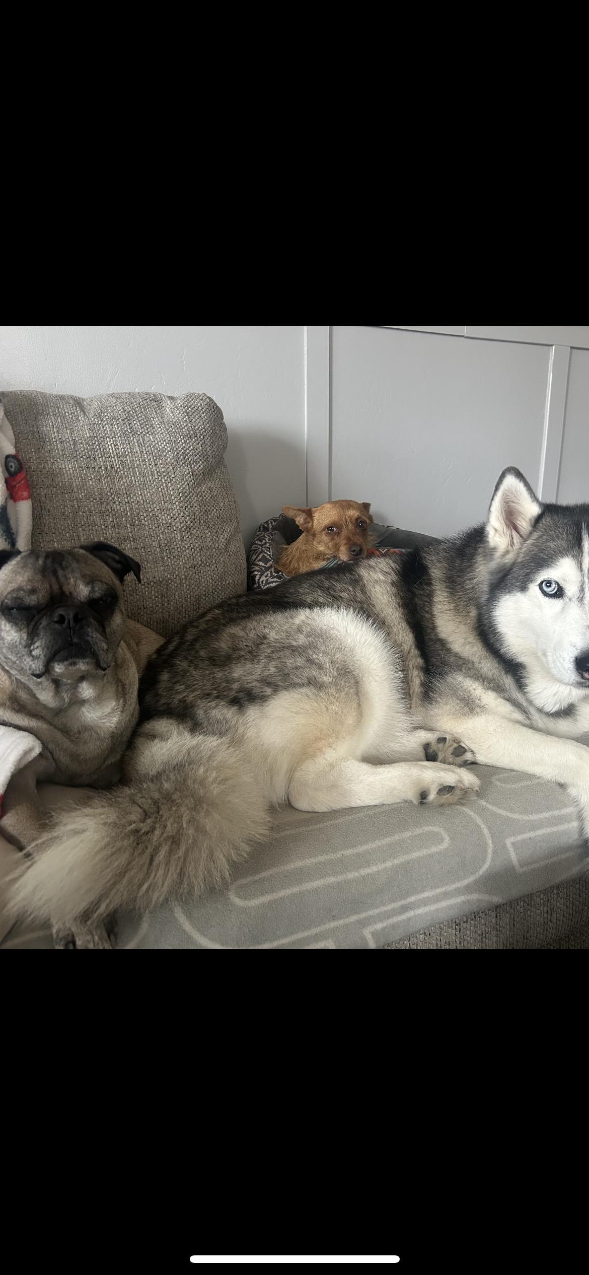 Enlarge Danny, a Adoptable mixed breed in Hamden, CT image 4/6