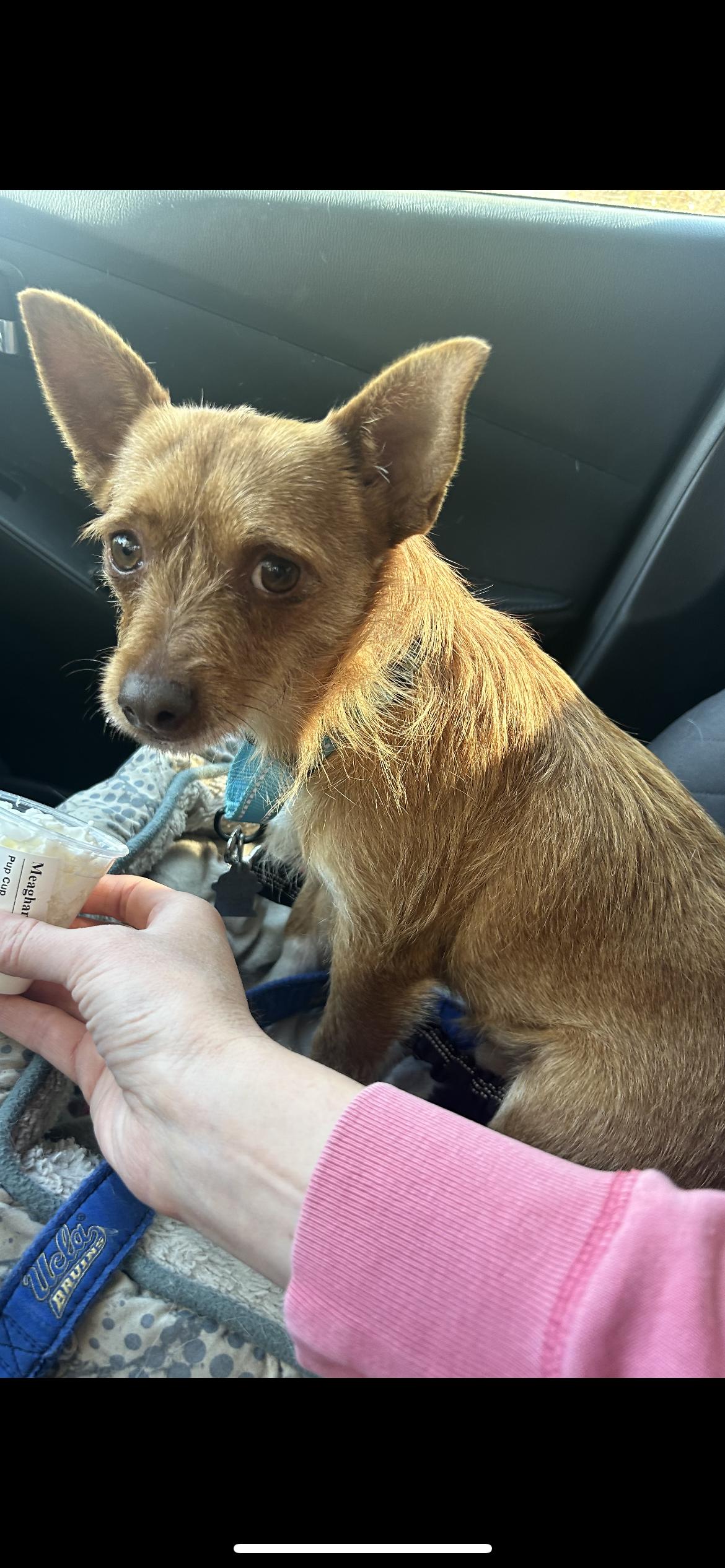 Enlarge Danny, a Adoptable mixed breed in Hamden, CT image 2/6