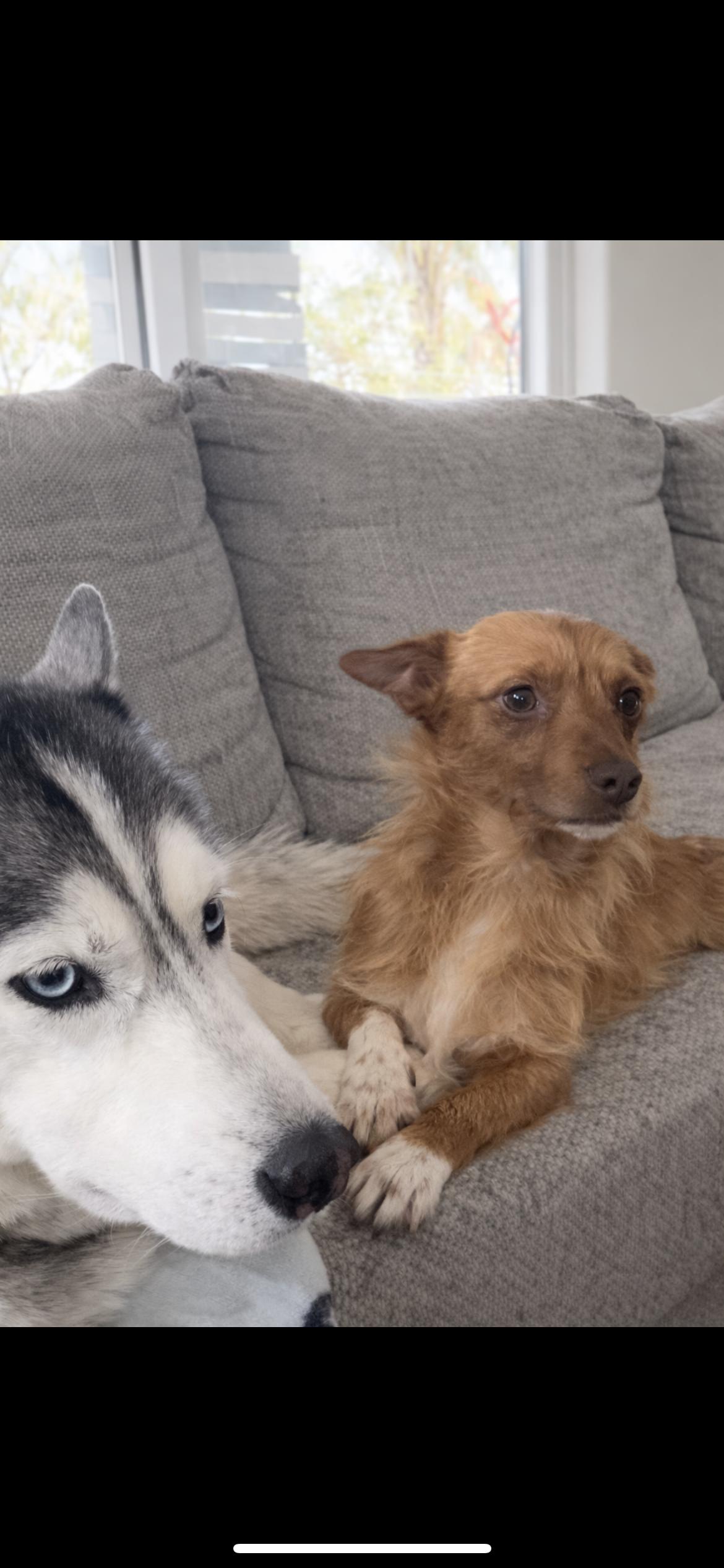 Enlarge Danny, a Adoptable mixed breed in Hamden, CT image 6/6