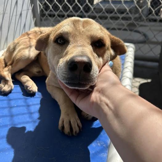 Enlarge 26-477, a Adoptable mixed breed in Los Banos, CA image 1/2