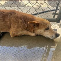 Enlarge 26-477, a Adoptable mixed breed in Los Banos, CA image 2/2