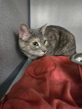 Ramsey, adopted, Adult Female Domestic Short Hair.