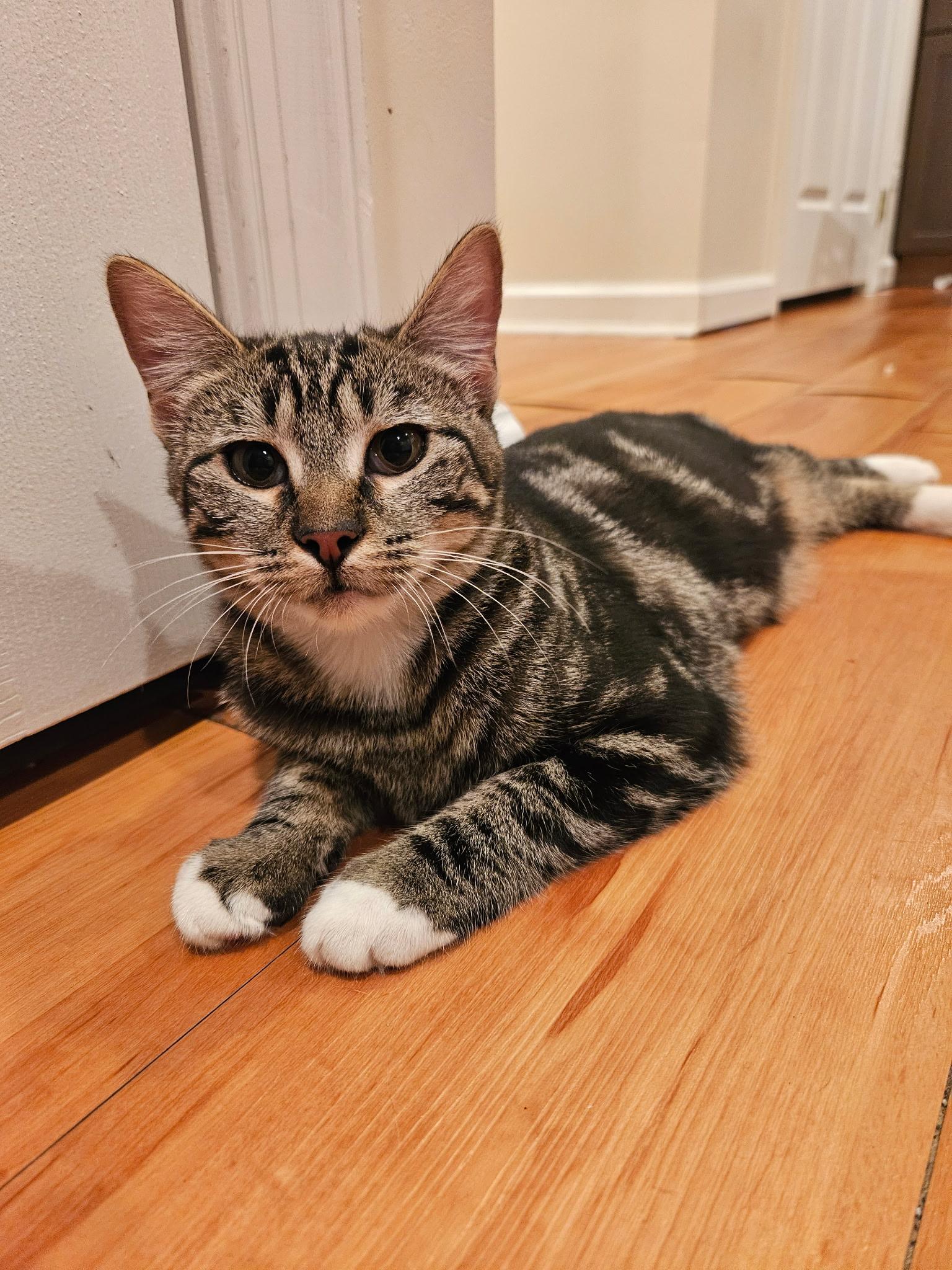 Felicity - 6 MOHTHS - THE CURIOUS KITTY!, a Adoptable American Shorthair in Bristow, VA image 1/4