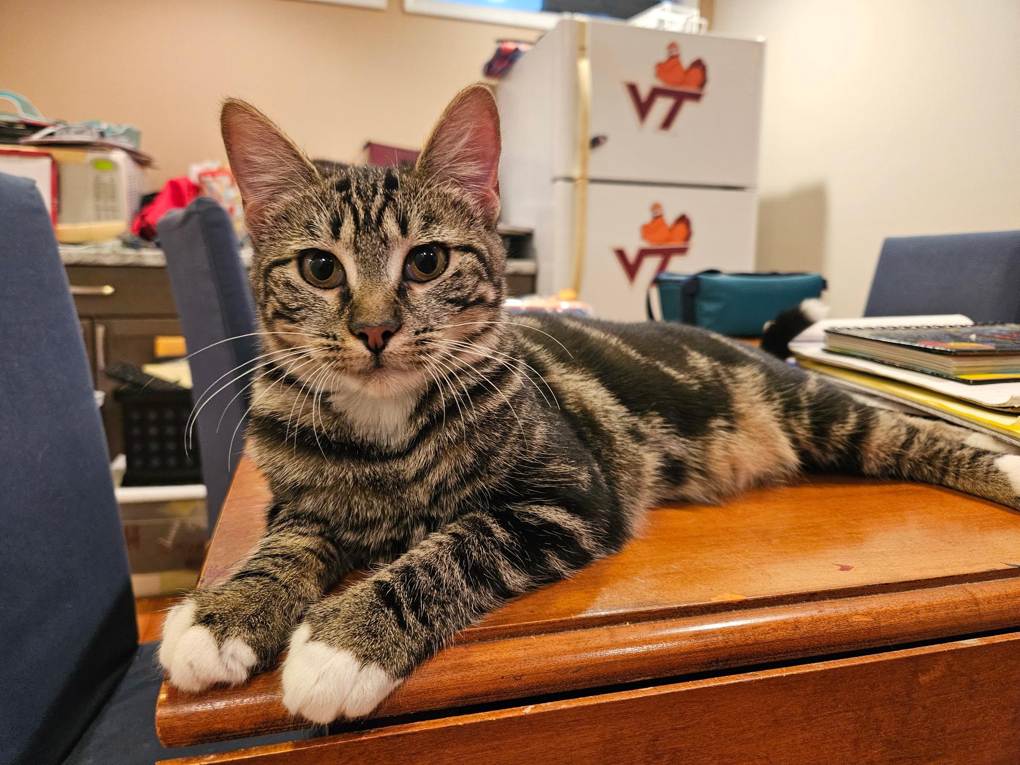 Felicity - 6 MOHTHS - THE CURIOUS KITTY!, a Adoptable American Shorthair in Bristow, VA image 2/4