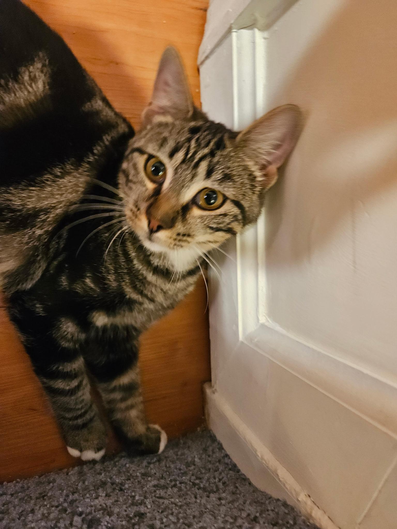 Felicity - 6 MOHTHS - THE CURIOUS KITTY!, a Adoptable American Shorthair in Bristow, VA image 3/4