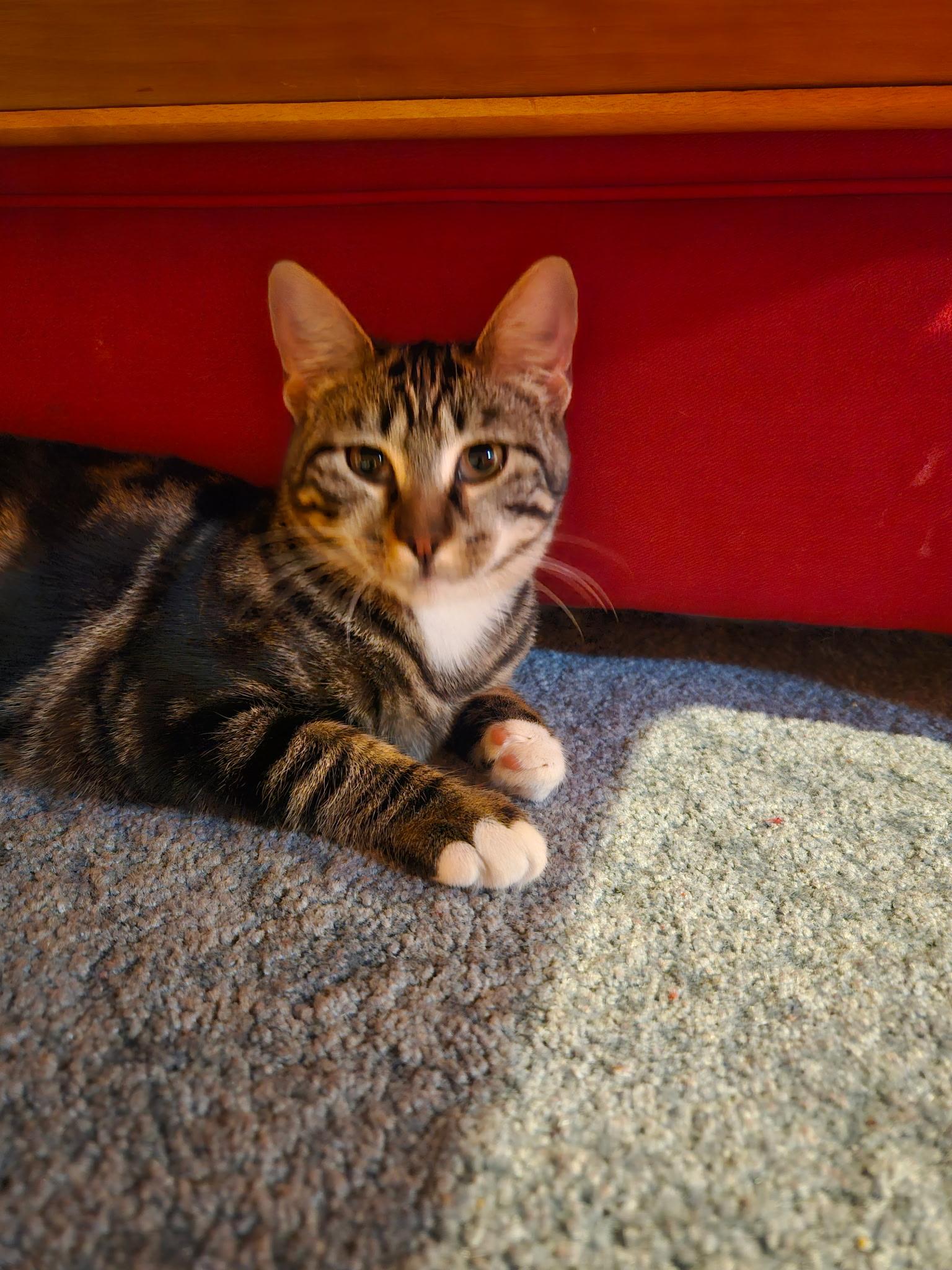 Felicity - 6 MOHTHS - THE CURIOUS KITTY!, a Adoptable American Shorthair in Bristow, VA image 4/4