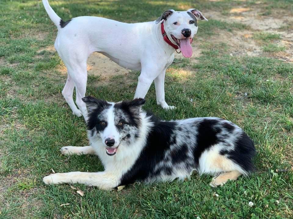 Madelyn , a ADOPTABLE mixed breed in Douglas, MA image 2/6