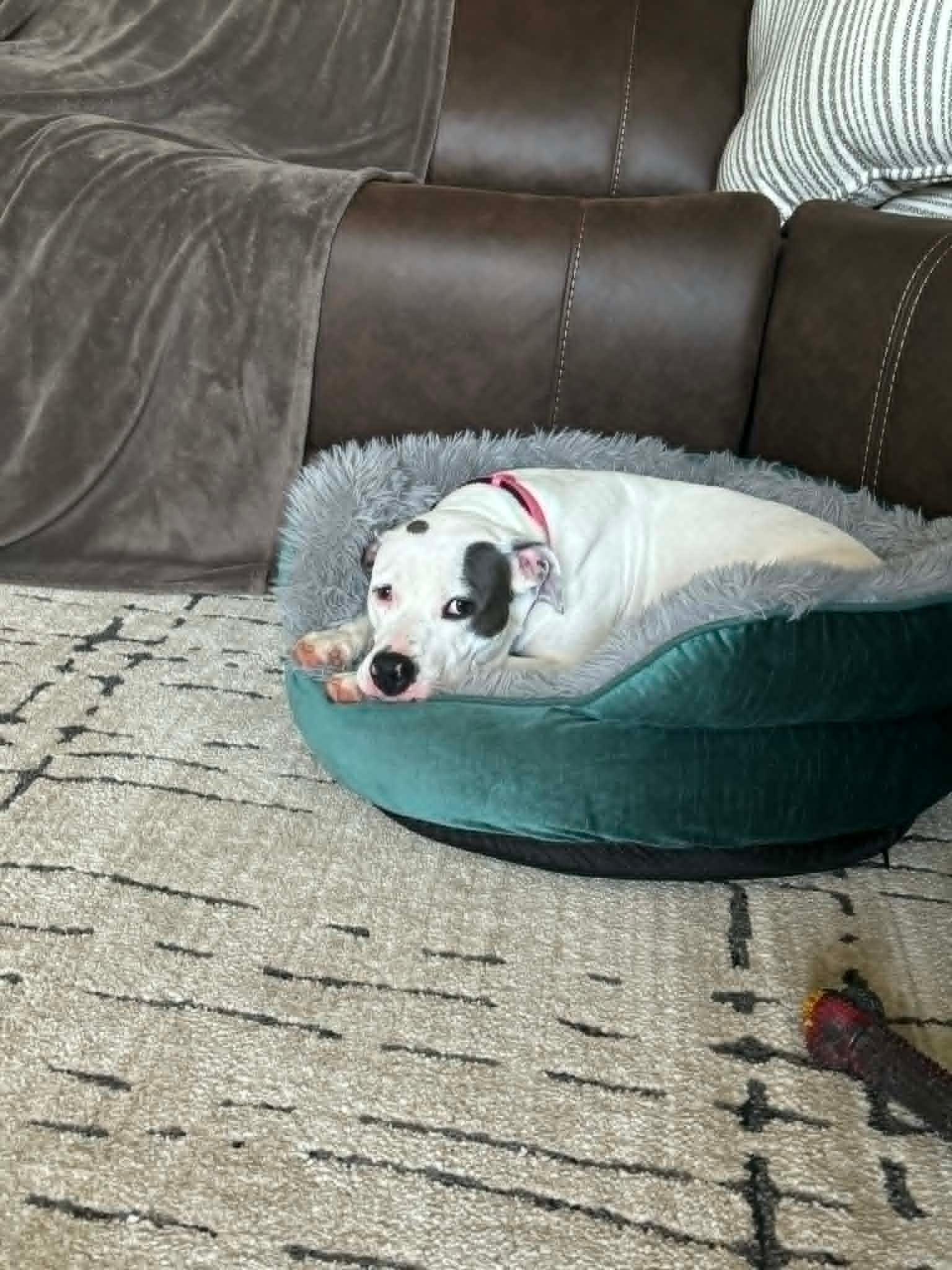 Madelyn , a ADOPTABLE mixed breed in Douglas, MA image 4/6