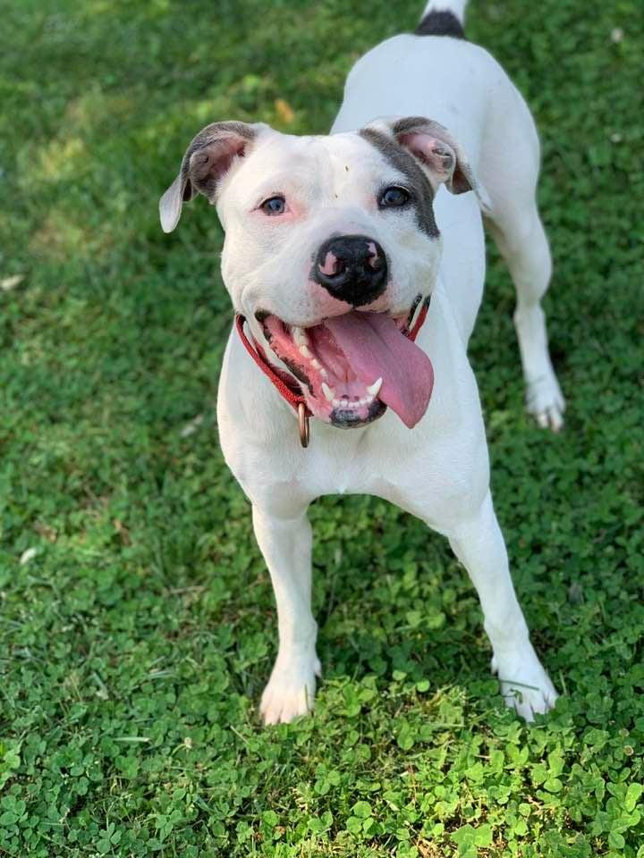 Madelyn , a ADOPTABLE mixed breed in Douglas, MA image 6/6