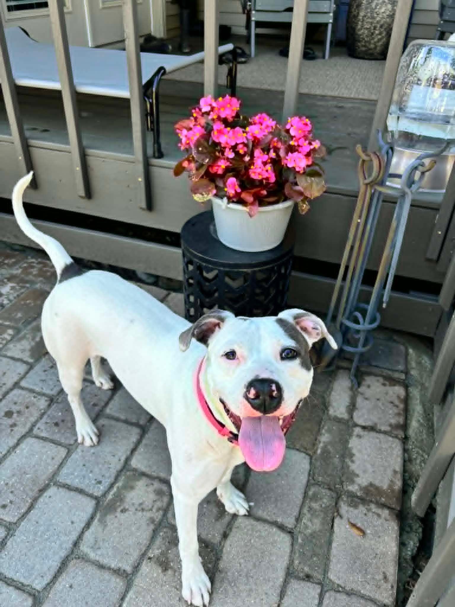Madelyn , a ADOPTABLE mixed breed in Douglas, MA image 1/6