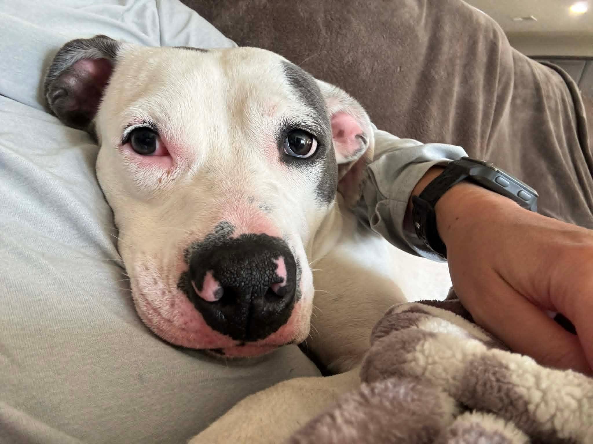 Madelyn , a ADOPTABLE mixed breed in Douglas, MA image 5/6