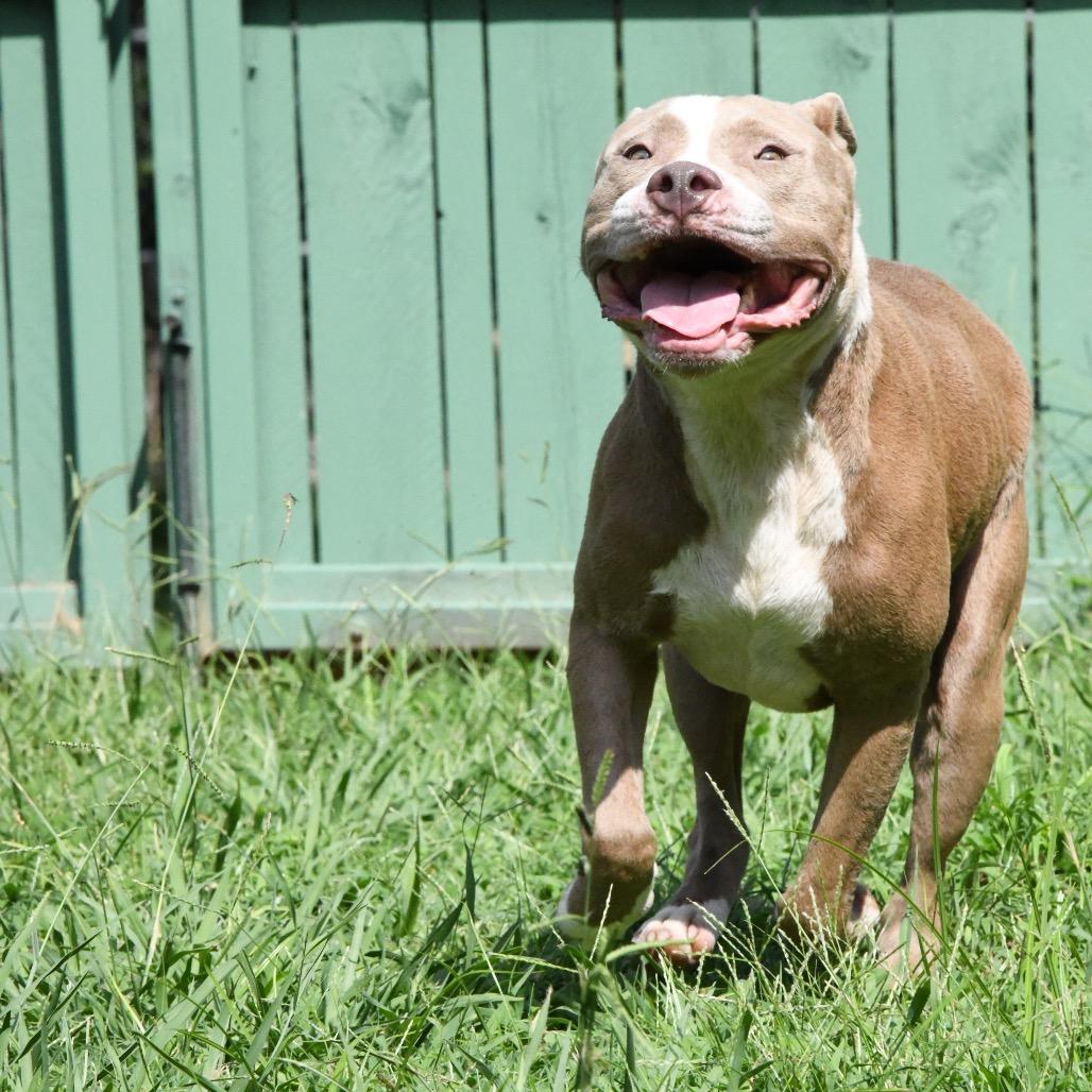 Diesel, Adoptable, Adult Male Pit Bull Terrier.