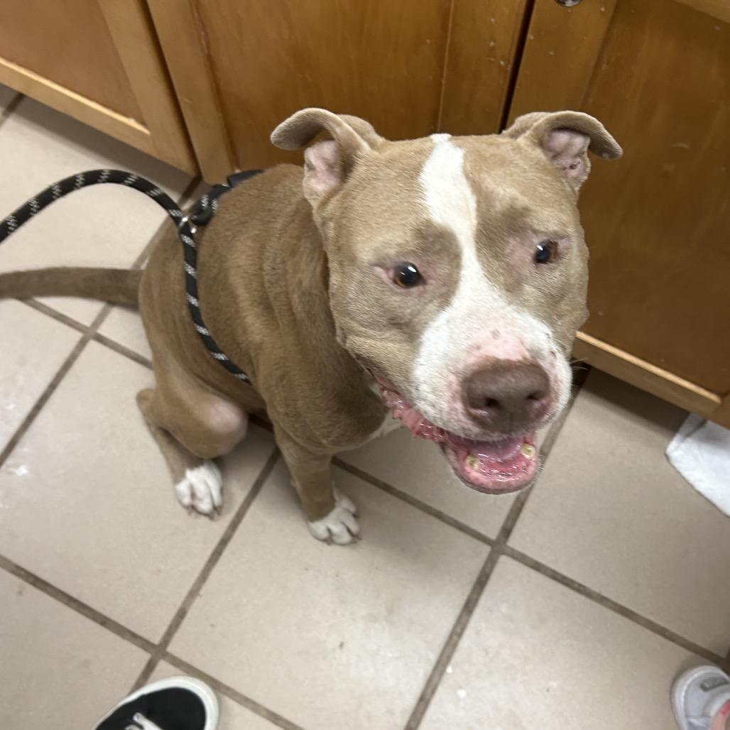 Enlarge Diesel, a Adoptable Pit Bull Terrier in Starkville, MS image 2/6