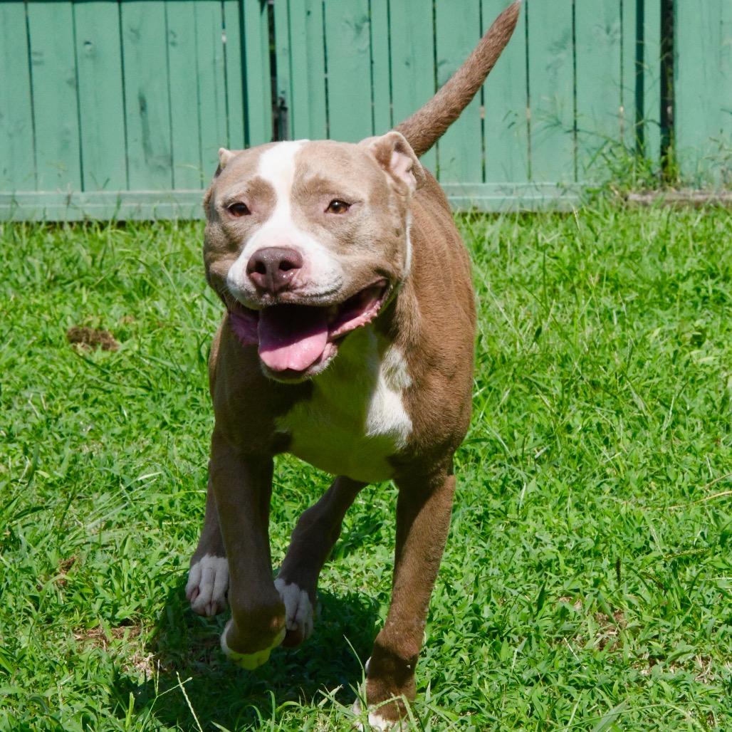 Enlarge Diesel, a Adoptable Pit Bull Terrier in Starkville, MS image 3/6