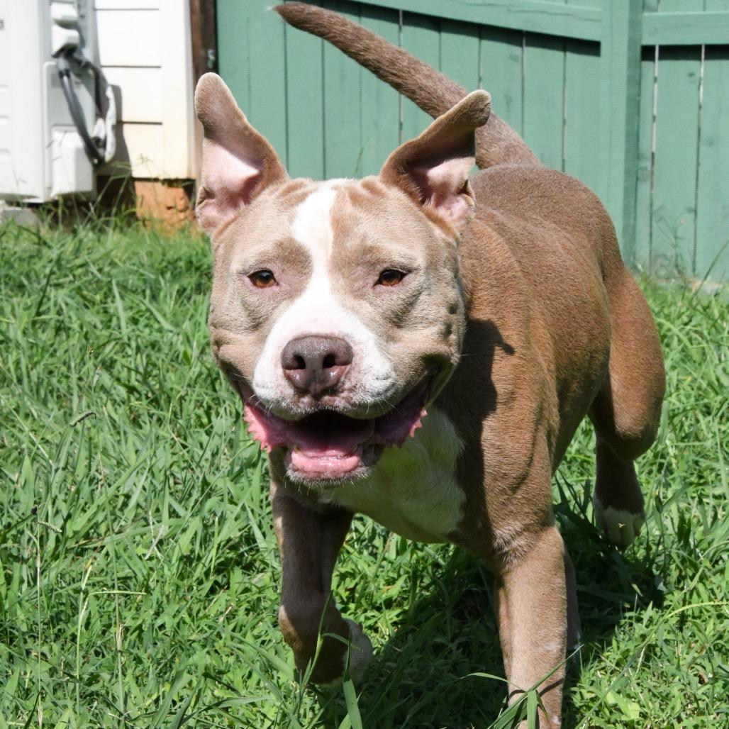 Enlarge Diesel, a Adoptable Pit Bull Terrier in Starkville, MS image 4/6