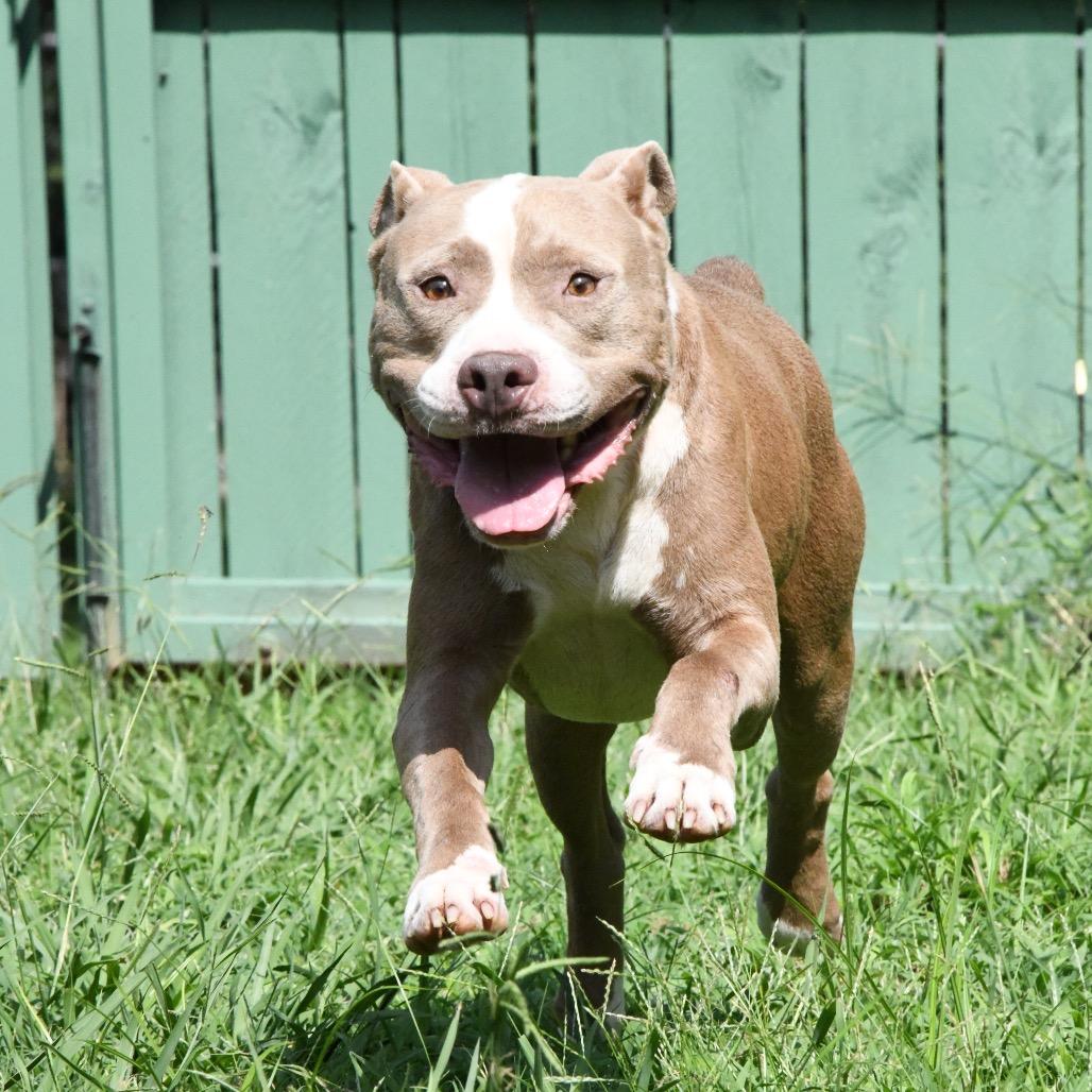 Enlarge Diesel, a Adoptable Pit Bull Terrier in Starkville, MS image 5/6