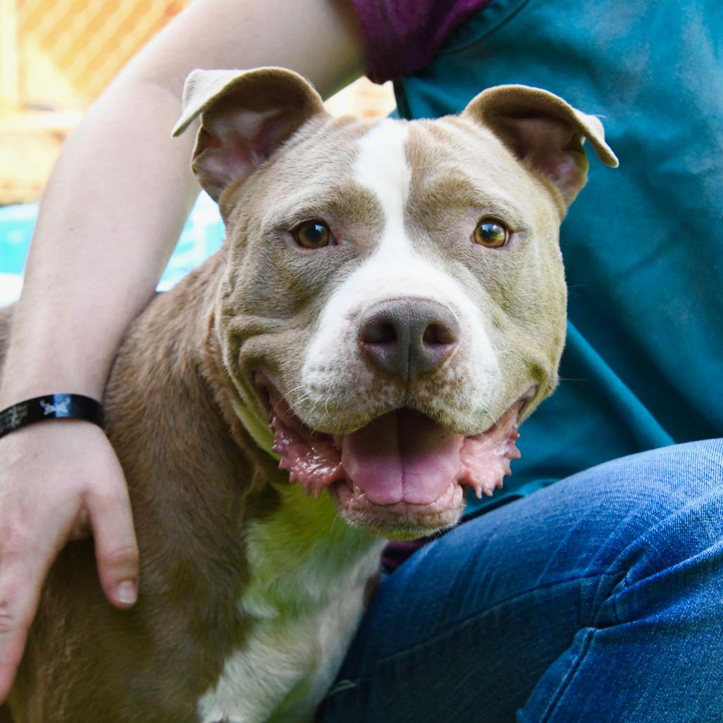 Enlarge Diesel, a Adoptable Pit Bull Terrier in Starkville, MS image 6/6