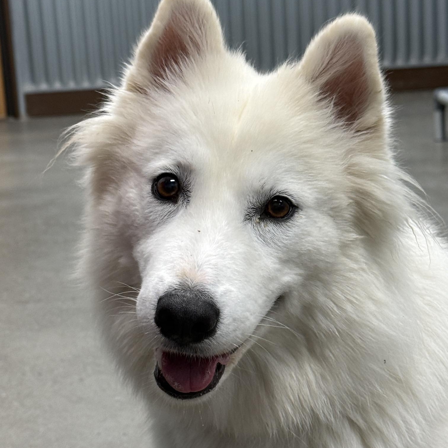 Lily, Adoptable, Young Female Samoyed.