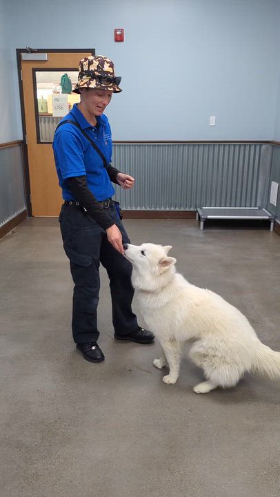 Enlarge Lily, a Adoptable mixed breed in San Rafael, CA video 5/5
