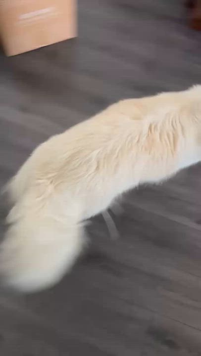 Enlarge Lily, a ADOPTABLE mixed breed in San Rafael, CA video 3/4