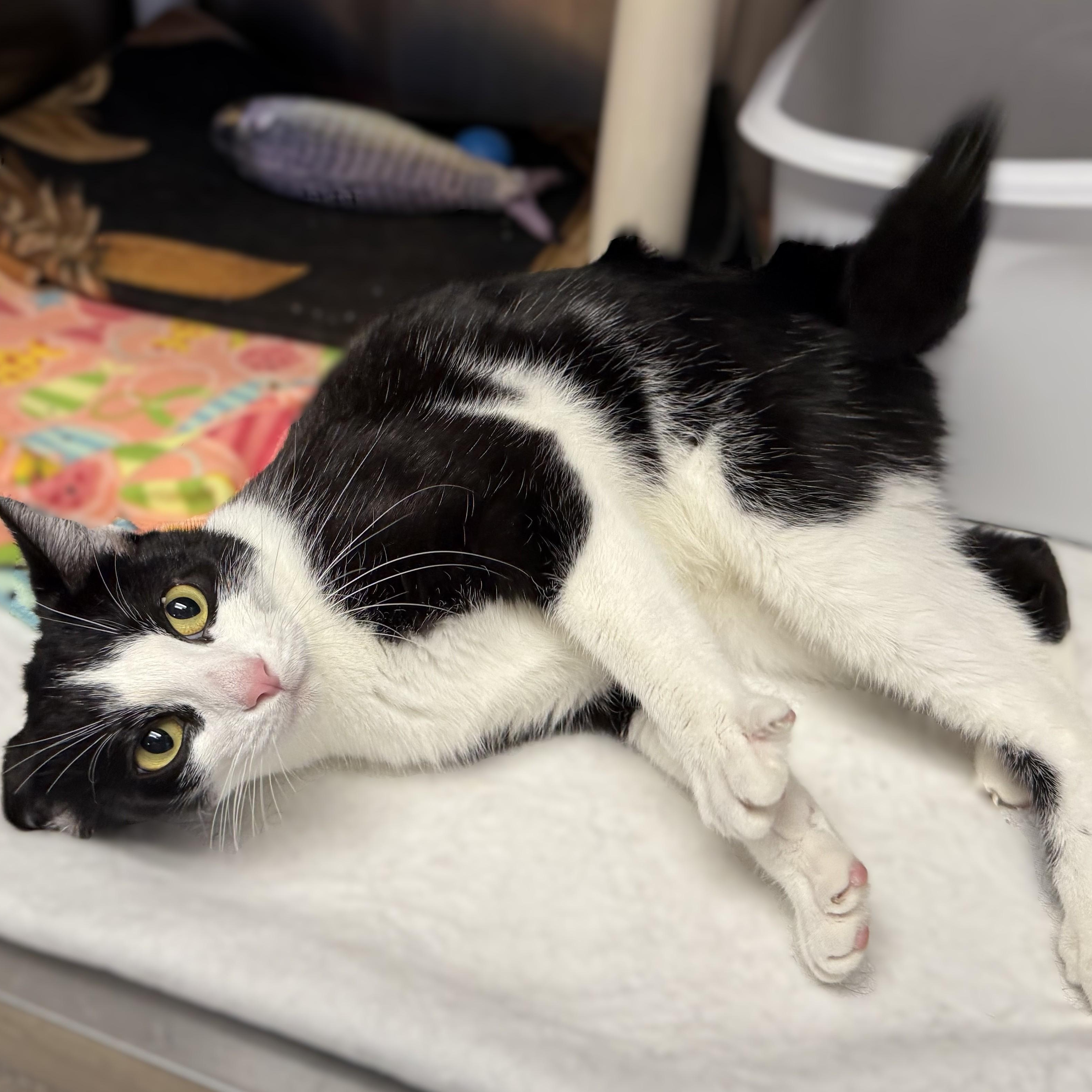 KAILANI, a Adoptable Domestic Short Hair in La Crescent, MN image 5/5