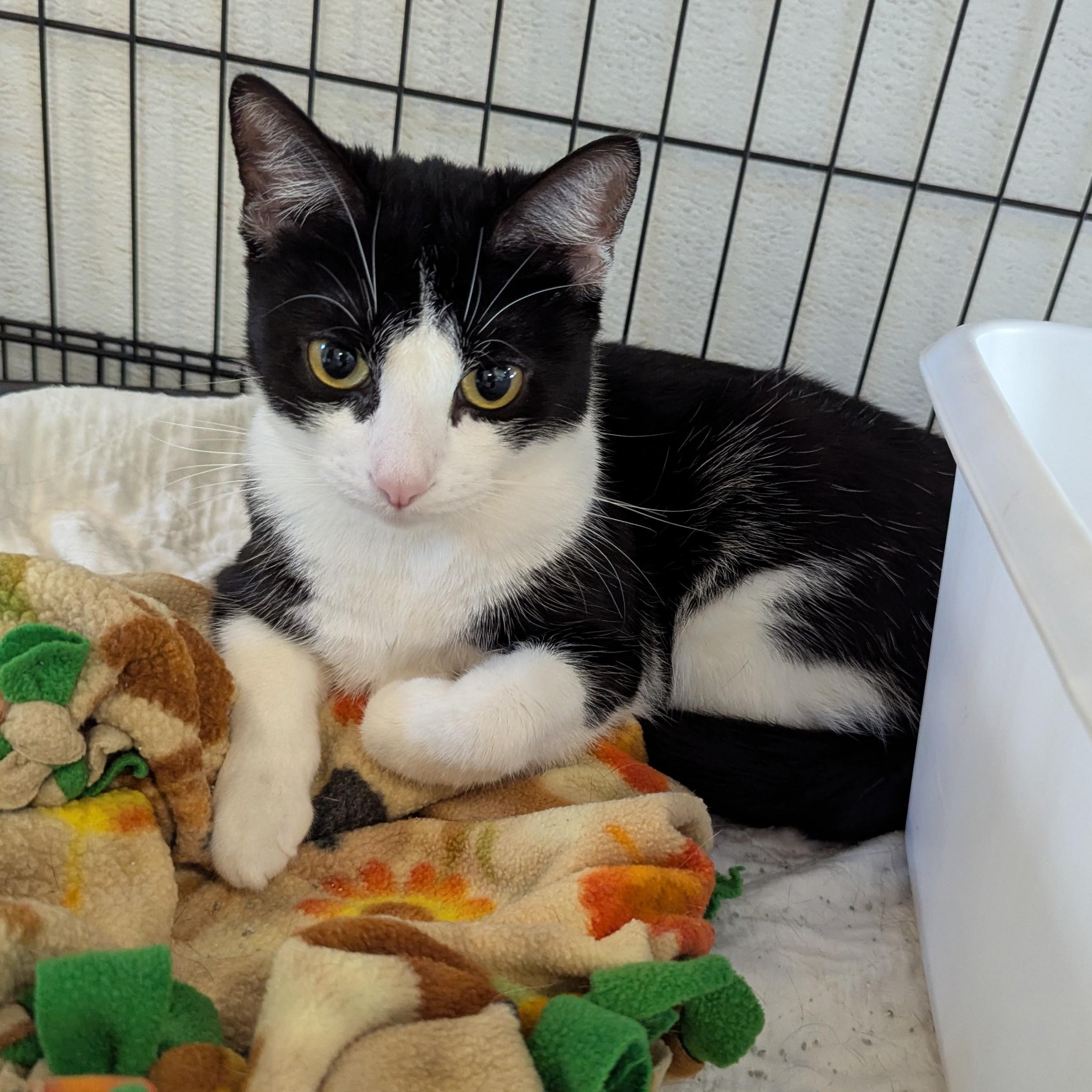 KAILANI, a Adoptable Domestic Short Hair in La Crescent, MN image 2/5