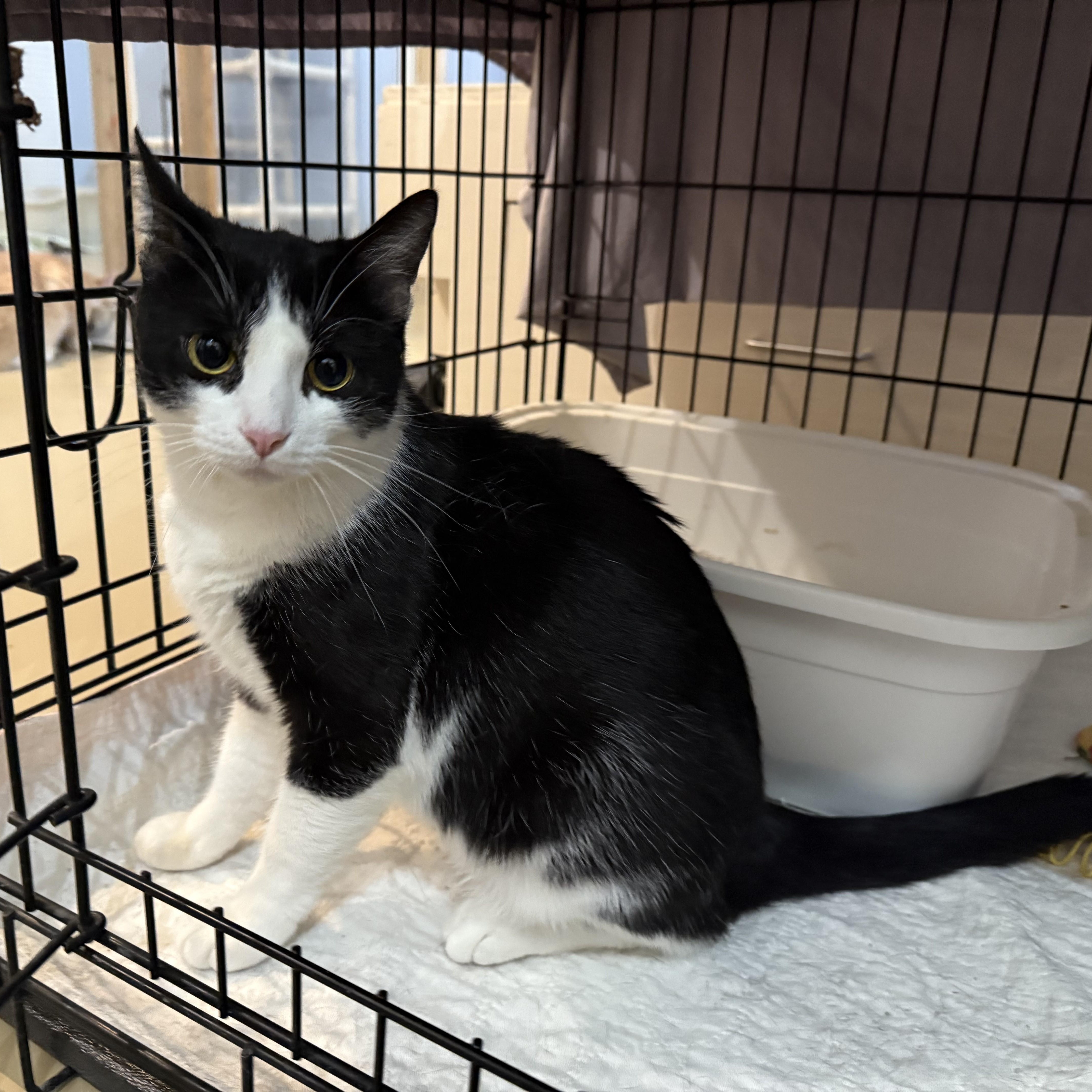 KAILANI, Adoptable, Young Female Domestic Short Hair.