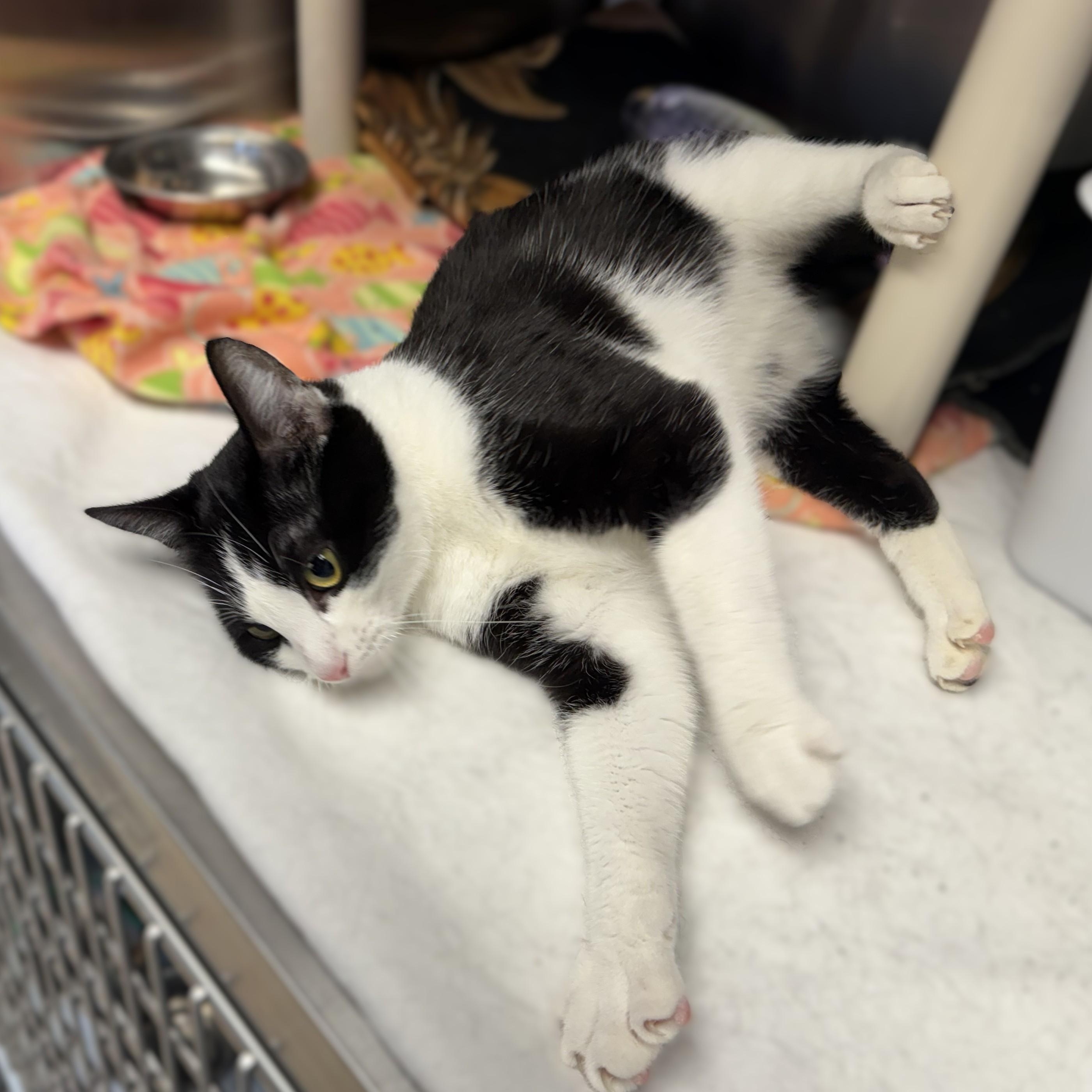 KAILANI, a Adoptable Domestic Short Hair in La Crescent, MN image 4/5